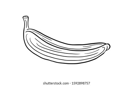 banana hand drawn engraved sketch drawing vector illustration