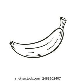 Banana hand drawn engraving isolated vector illustration. Single tropical fresh fruit sketch. Organic healthy food black line on white background