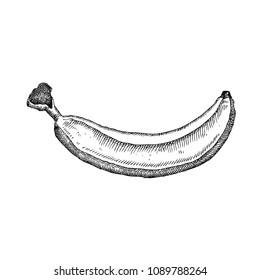 Banana. Hand drawn fruit isolated on white. Can be used for vegan products, brochures, banner, restaurant menu, farmers market and organic food store