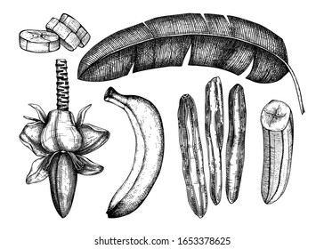 Banana hand drawn illustrations set with flower, fresh and dried fruits, palm tree leaves. Dried fruits vector drawings. Banana palm vintage sketch in engraved style. Healthy food design elements. 