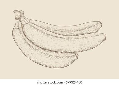 Banana. Hand drawn sketch on beige background. Vector illustration