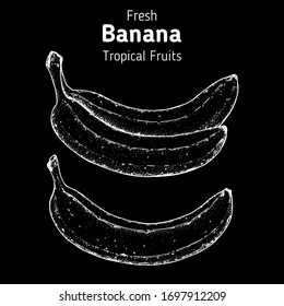 Banana hand drawn sketch. Vector illustration. Black and white design. Engraved illustration. Can used for package
