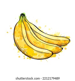 Banana, hand drawn sketch vector watercolor illustration on white background.
