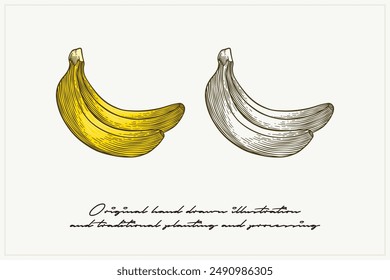 banana illustration with engraving style