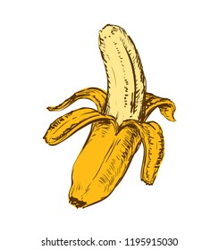 Banana Isolated Hand Drawn Vector Illustration 