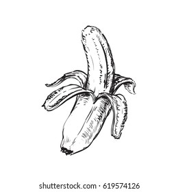 Banana Isolated Hand Drawn Vector Illustration