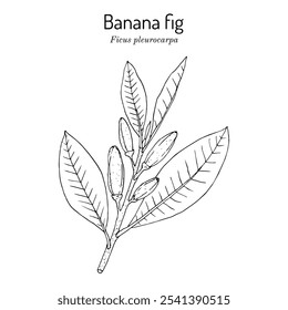 Banana or karpe fig (Ficus pleurocarpa), ornamental and edible plant. Hand drawn botanical vector illustration