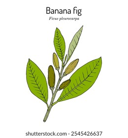 Plátano o higo karpe (Ficus pleurocarpa), planta ornamental y comestible. Ilustración vectorial botánica dibujada a mano