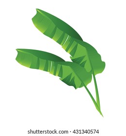 banana leaf beautiful