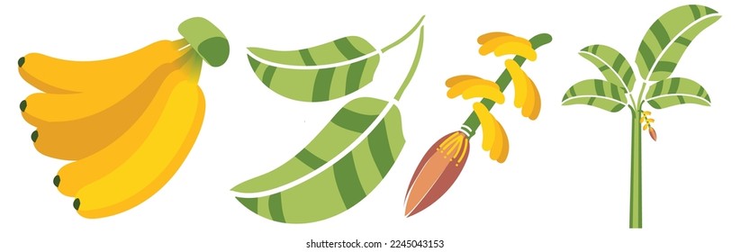 Banana Banana leaf Banana Blossom Banana tree