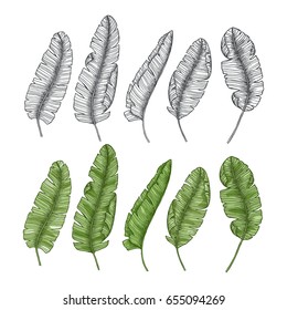 Banana leaf collection. Tropical leaf set. Vector illustration