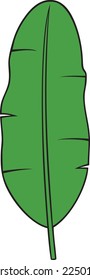 Banana Leaf Color Vector Illustration