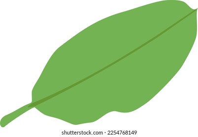 Banana Leaf for design element