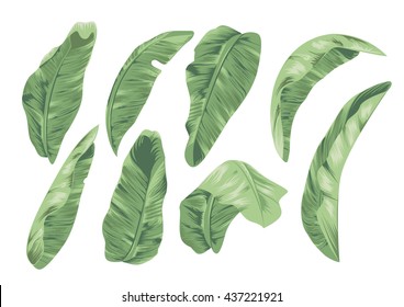 banana leaf design element for tropical theme