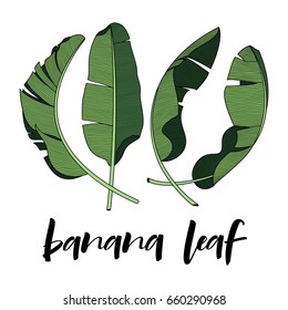 banana leaf design element for tropical theme