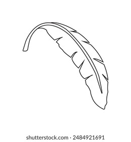 banana leaf design vector illustration
