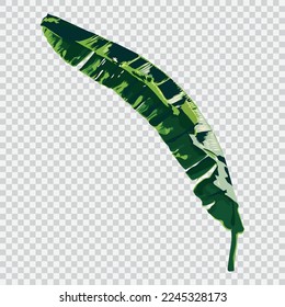 Banana leaf drawing vector illustrations. Botanical floral hand drawn element.