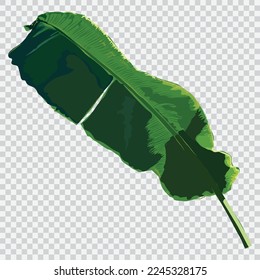 Banana leaf drawing vector illustrations. Botanical floral hand drawn element.