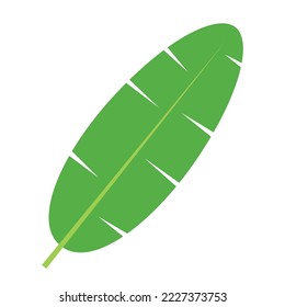 banana leaf flat vector illustration clipart isolated