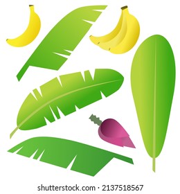 Banana leaf and flower set vector.