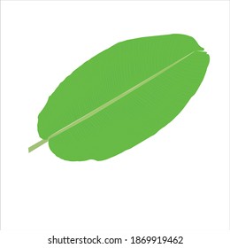Banana leaf in green color on white color background.