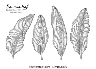 Banana leaf hand drawn botanical illustration with line art on white backgrounds. 