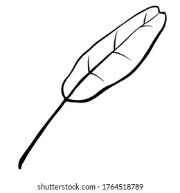 Ilustración vectorial de hoja de banana aislada en fondo blanco 