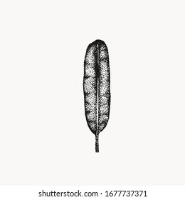 Banana leaf illustration isolated hand drawn vector. Drawing in stippling ink tecnhique. Isolated design for your creative projects , tattoo art, posters, postcards, social media icons.