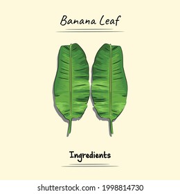 Esbozo De Ilustración De La Hoja De Banana Y Estilo Vector. Es bueno para el menú del restaurante, el libro de recetas de comida y el contenido de ingredientes de comida.