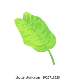The banana leaf isolated on white background. Vector illustration of houseplants