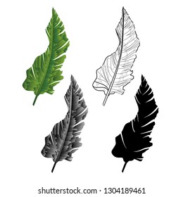 Banana leaf second natural outline and silhouette tropical plant on a white background  vintage vector illustration editable Hand draw
