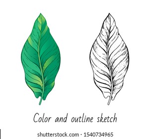 Banana leaf set. Sketch banana fruit, hand drawn sketch. Exotic palm tree icon. Realistic vector illustration isolated on white background. Green watercolor line art for t-shirt print, logo design
