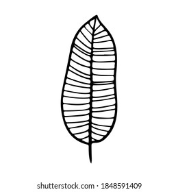 Banana leaf stylized vector illustration. Doodle illustration of decorative tropical foliage. Leaves of palm tree isolated on white background.