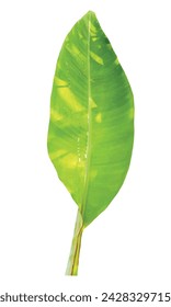 Hoja de plátano con sol, sombra y rocío.