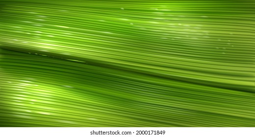 Banana leaf texture, close up green pattern of palm tree foliage with water drops. Vector realistic background with structure of fresh leaf surface. Wallpaper with tropical plant texture