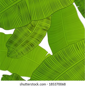 banana leaf texture green vector