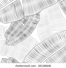 Banana Leaf Texture Vector