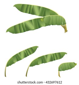 banana leaf tropical vector