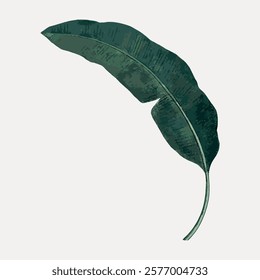 Banana leaf tropical, vintage vector element. Plant leaf nature illustration. Vintage green plant leaf art drawing illustration, old style nature painting art print.