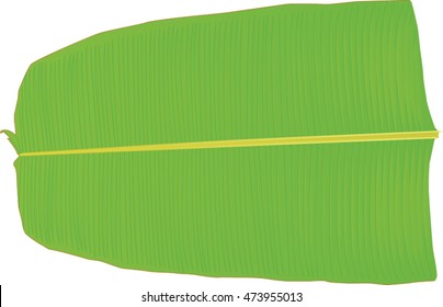 Banana Leaf Used To Serve Sadya