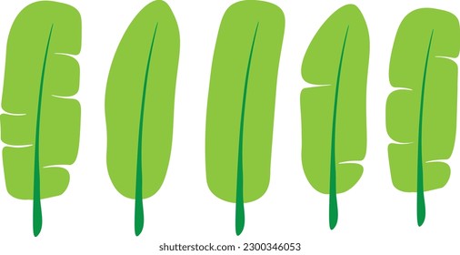 banana leaf vector for decorating wallpaper and art work . The idea for making forest and jungle or home decorating