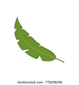 banana leaf vector illustratin