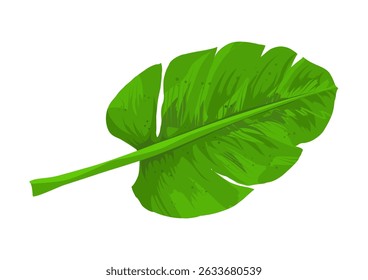 banana leaf – vector illustration