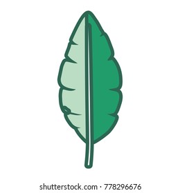 banana leaf  vector illustration