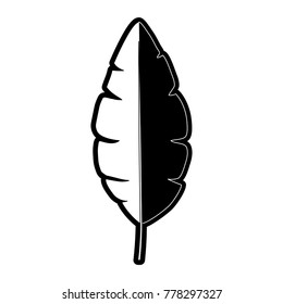 banana leaf  vector illustration
