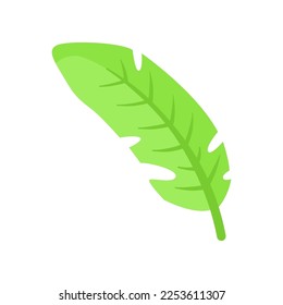 Banana leaf vector illustration. Doodle of botanical sticker or tropical jungle leaf isolated on white background. Summer, vacation concept
