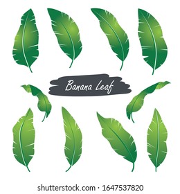 Ilustración vectorial de hoja de plátano con diseño plano