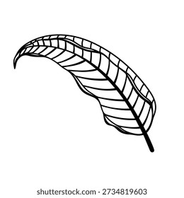 Banana leaf vector illustration. Hand drawn line art, botanical clip art. Tropical plant with veins, Hawaiian palm leaf. Musaceae, floral drawing. Isolated black and white doodle, simple silhouette