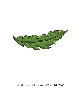 Banana Leaf vector illustration,
banana icon