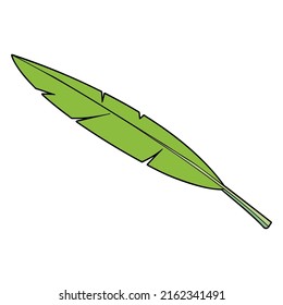 banana leaf vector illustration,isolated on white background,top view